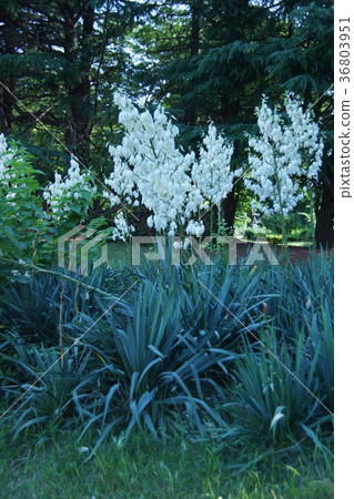 Yucca Atsuru Kimigayo Ran Flower語言是“dashi” Yucca Atsuru Kimigayo Ran Flower語言是“dashi” 36803951