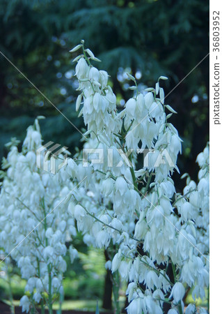 Yucca Atsuru Kimigayo Ran Flower語言是“dashi” Yucca Atsuru Kimigayo Ran Flower語言是“dashi” 36803952