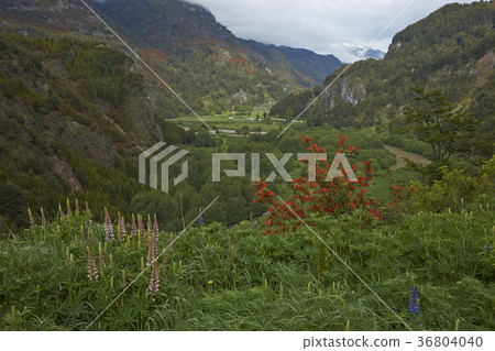 Spring in Patagonia 36804040