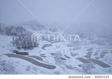 新潟縣Terada米領域雪風景 新潟縣Terada米領域雪風景 36804185