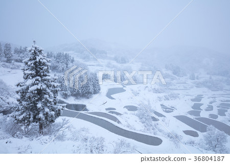 新潟縣Terada米領域雪風景 新潟縣Terada米領域雪風景 36804187