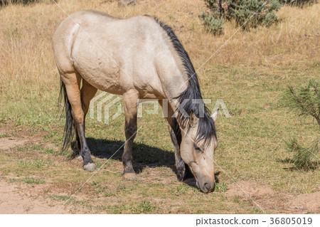 Beautiful Wild Horse 36805019