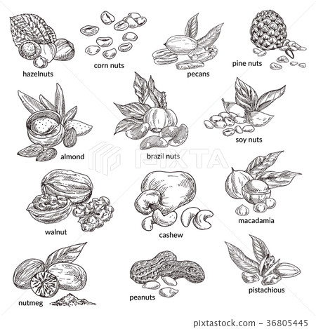 Nuts with nutshell isolated sketches. Natural food Nuts with nutshell isolated sketches. Natural food 36805445