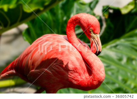 Red Flamingos Red Flamingos 36805742