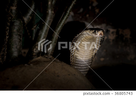Poisonous snake Poisonous snake 36805743