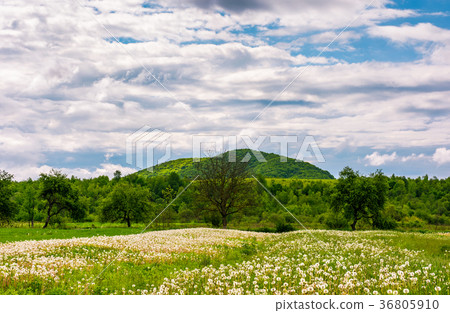 rural field of dandelions in springtime 36805910