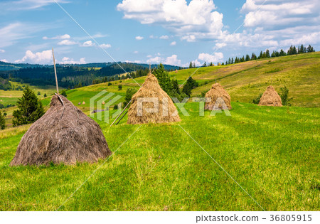haystacks in a row on a grassy field haystacks in a row on a grassy field 36805915