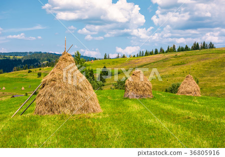 haystacks in a row on a grassy field 36805916