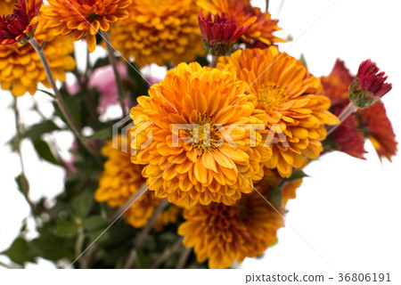 orange chrysanthemum orange chrysanthemum 36806191