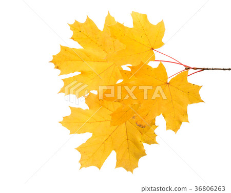 autumn leaves isolated autumn leaves isolated 36806263