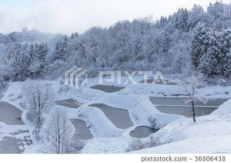 新潟縣桐生的田田雪景 36806438