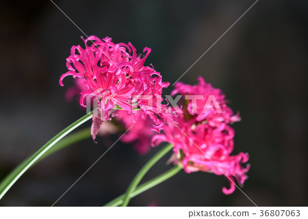Pink diamond lily flower 36807063