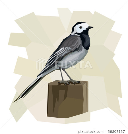 Vector simple illustration of wagtail bird. Vector simple illustration of wagtail bird. 36807137
