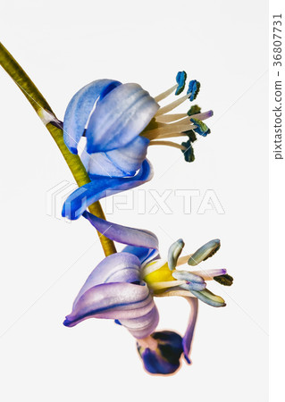 Scilla siberica, Siberian squill, wood squill is 36807731
