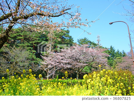Cherry blossoms and rape blossoms of Tokyo National City National station square university street 36807825