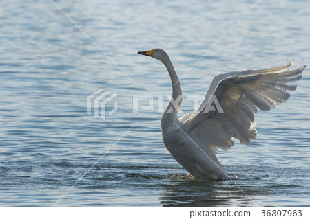 撲天鵝 撲天鵝 36807963