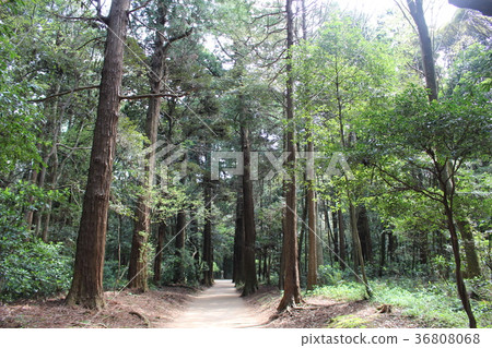 Kashima Jingu (A walk from Okumiya to key stone) 36808068