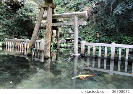 鹿島神宮(Mitarashii Pond) 鹿島神宮(Mitarashii Pond) 36808071
