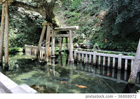 Kashima Jingu Shrine (Mitarashii Pond) 36808072
