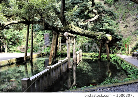 Kashima Jingu Shrine (Mitarashii Pond) Kashima Jingu Shrine (Mitarashii Pond) 36808073