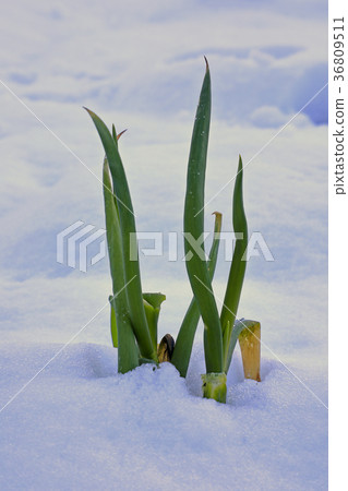 Long onions buried in the snow Long onions buried in the snow 36809511