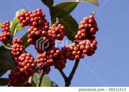 Tarao Red real 02 Tarao Red real 02 36812413