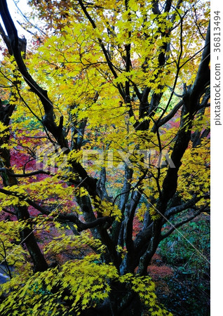 宮谷山葉 36813494