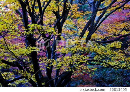 宮谷山葉 36813495
