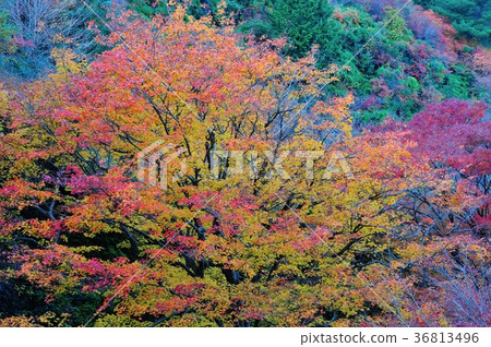 宮谷山葉 36813496
