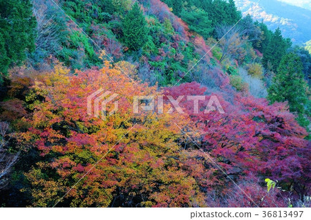 宮谷山葉 36813497