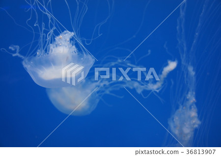 Jellyfish at the Baltimore National Aquarium 36813907
