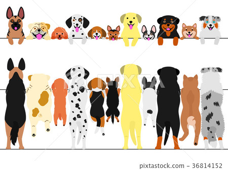 一群起床的邊界狗 一群起床的邊界狗 36814152