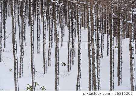 拍攝北海道北斗市中山落葉松林的冬季景觀 36815205