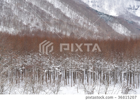 拍攝北海道北斗市中山落葉松林的冬季景觀 36815207