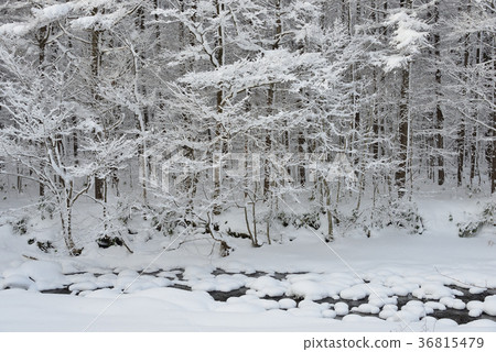 在北海道北斗市的中山山口拍攝一條白雪皚皚的河流的冬季景觀 36815479