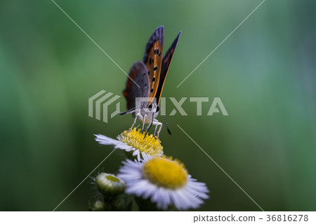 Himejoon和鼠尾草蝴蝶 36816278