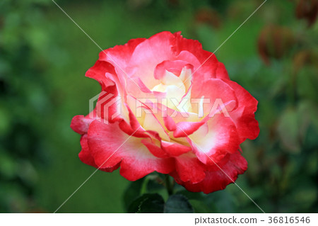Rose Flower 29 Double Delight Rose Flower 29 Double Delight 36816546