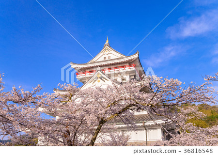 Atami castle in the cherry blossom season 36816548
