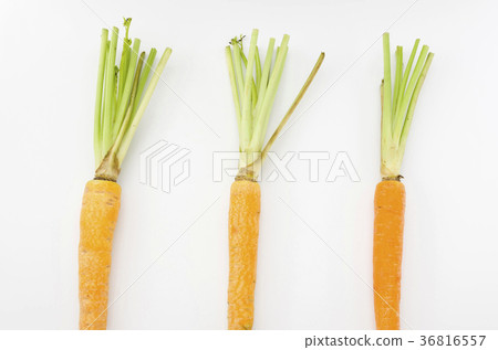 Island carrot Island carrot 36816557