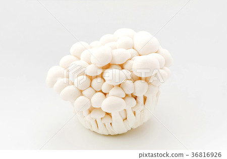 白Bunashimeji 36816926