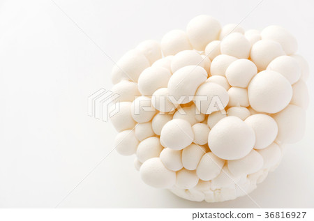 白Bunashimeji 36816927