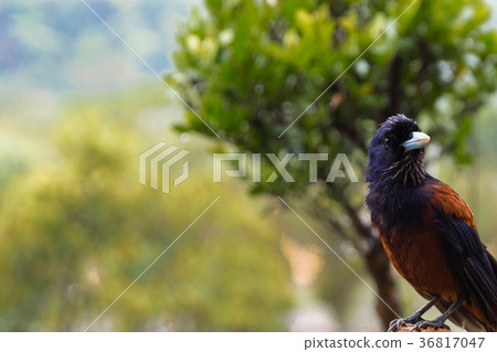 奄美雨後Lurikakes特有種天然紀念物 奄美雨後Lurikakes特有種天然紀念物 36817047