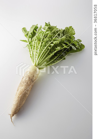 Freshly picked blue neck radish Freshly picked blue neck radish 36817058