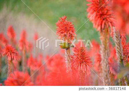 Whitetail sucking the honey of aloe Whitetail sucking the honey of aloe 36817148