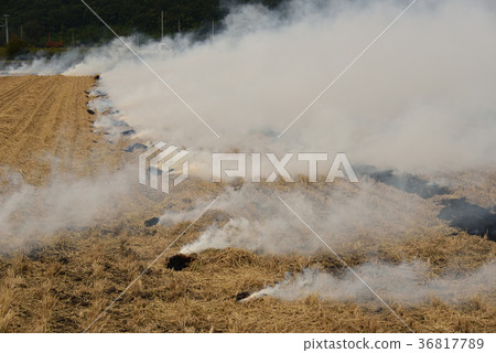 Taking a landscape of burning rice straw left after rice harvesting Taking a landscape of burning rice straw left after rice harvesting 36817789