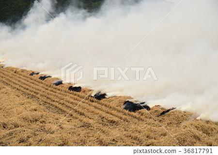 Taking a landscape of burning rice straw left after rice harvesting Taking a landscape of burning rice straw left after rice harvesting 36817791