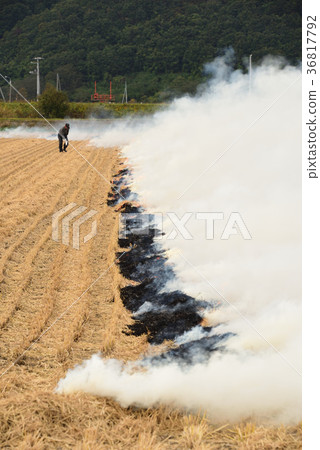 在收割水稻後留下燃燒稻草的景觀 36817792