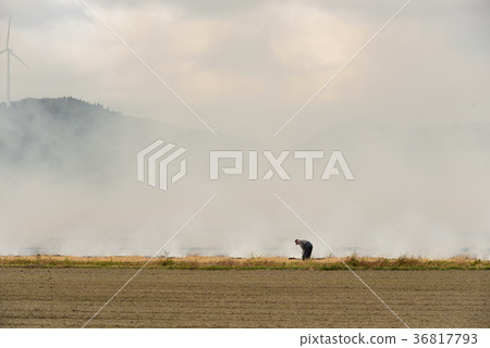 在收割水稻後留下燃燒稻草的景觀 36817793