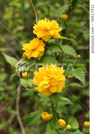 Yae Yamabuki 36817912