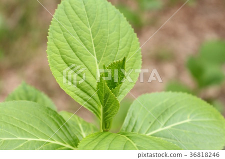 Hydrangea Young Leaf Hydrangea Young Leaf 36818246